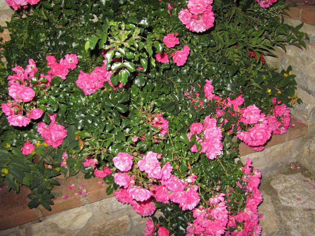 Agriturismo Borghetto Il Montino Farm stay